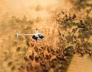 Robinson R22 helicopter shown mustering cattle in Australia. Photo courtesy Hugh Brown and Fortescue Helicopters
